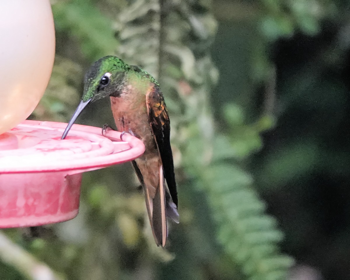 kolibřík hnědobřichý - ML619372435