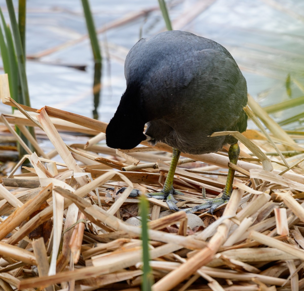 American Coot (Red-shielded) - ML619372447