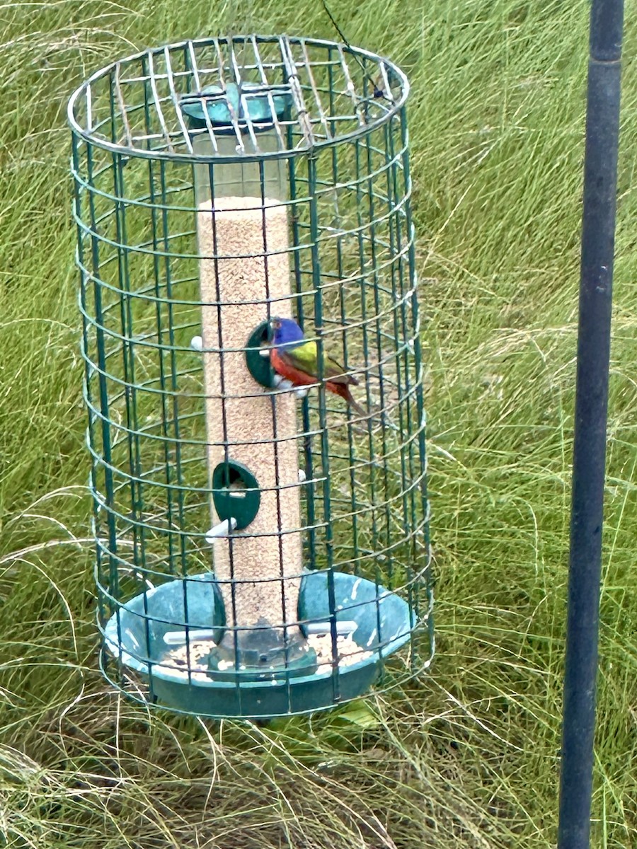 Painted Bunting - ML619372501