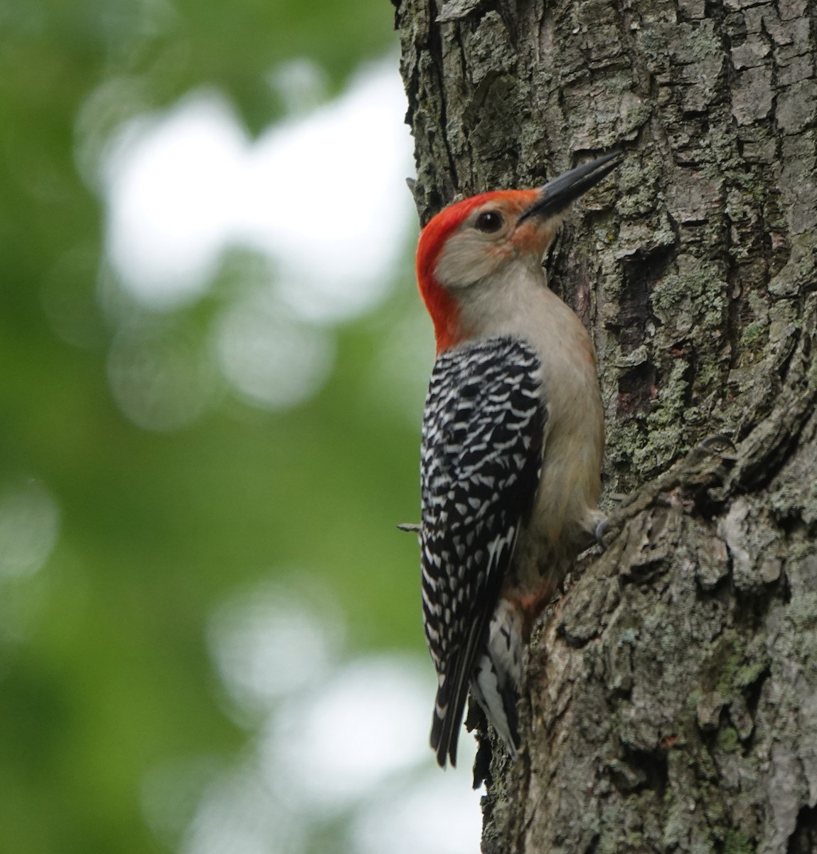 Red-bellied Woodpecker - ML619372592