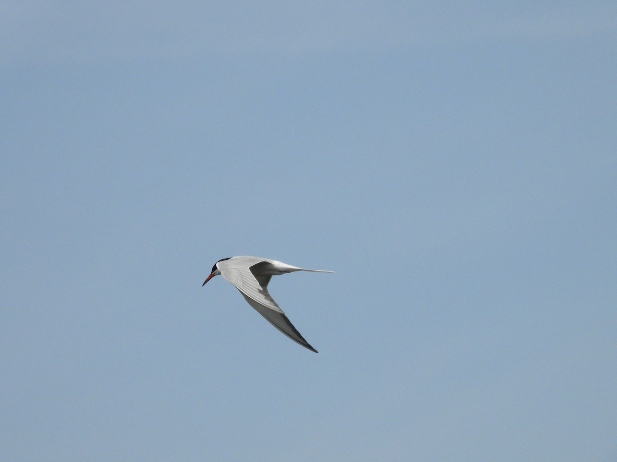 Common Tern - ML619372608