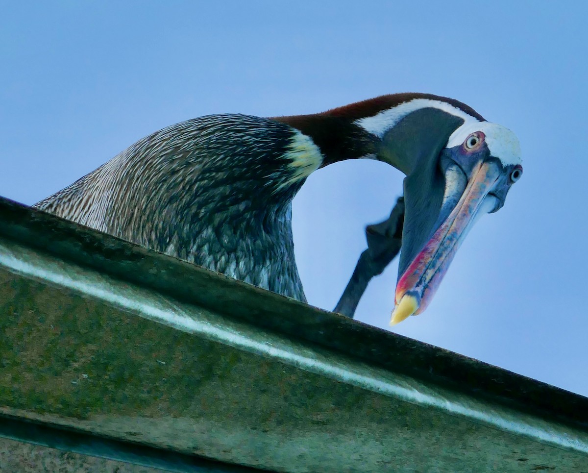 Brown Pelican (Galapagos) - ML619372673