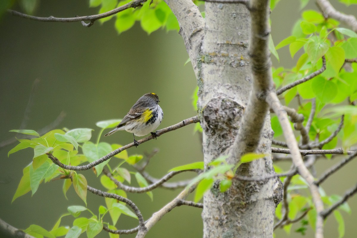 Yellow-rumped Warbler (Myrtle) - ML619372746
