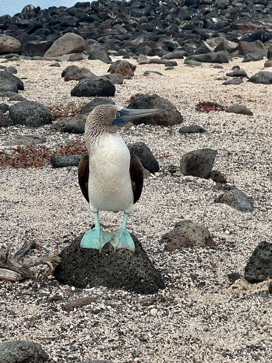 Blue-footed Booby - ML619372763