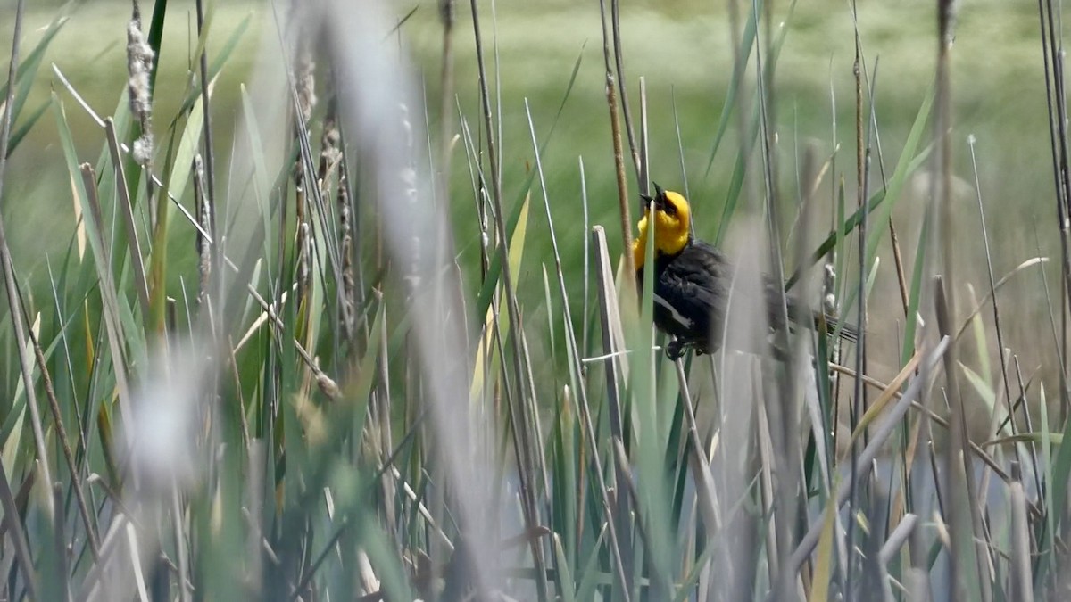 Yellow-headed Blackbird - ML619372778