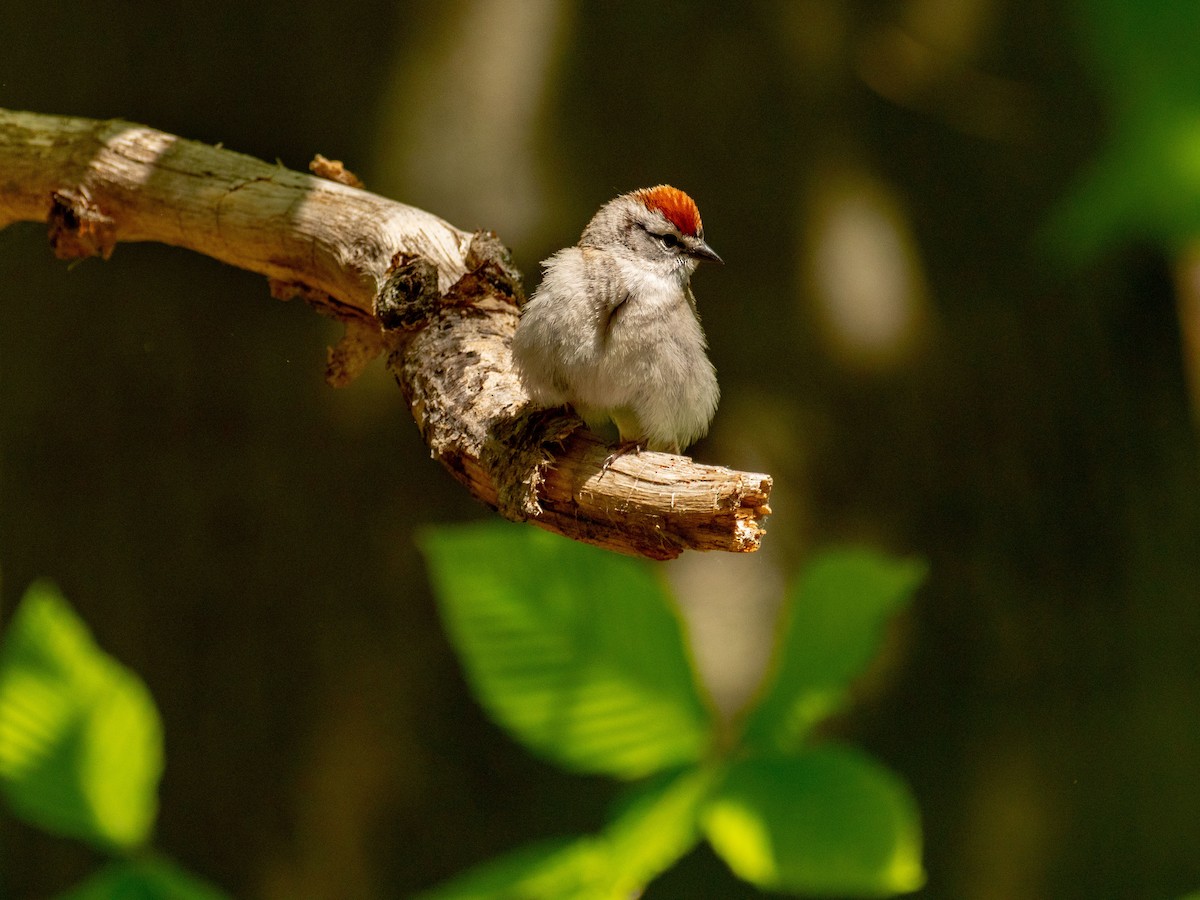 Chipping Sparrow - ML619372805