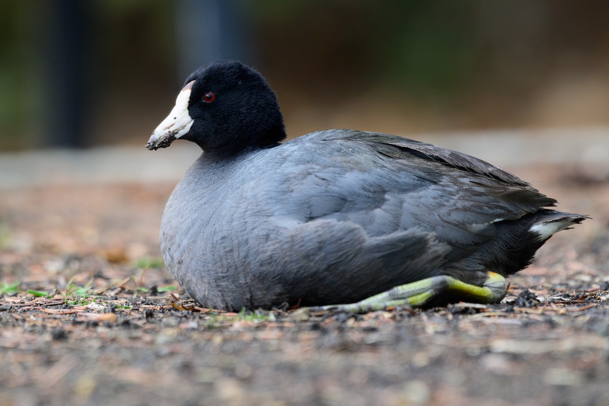 American Coot (Red-shielded) - ML619372891