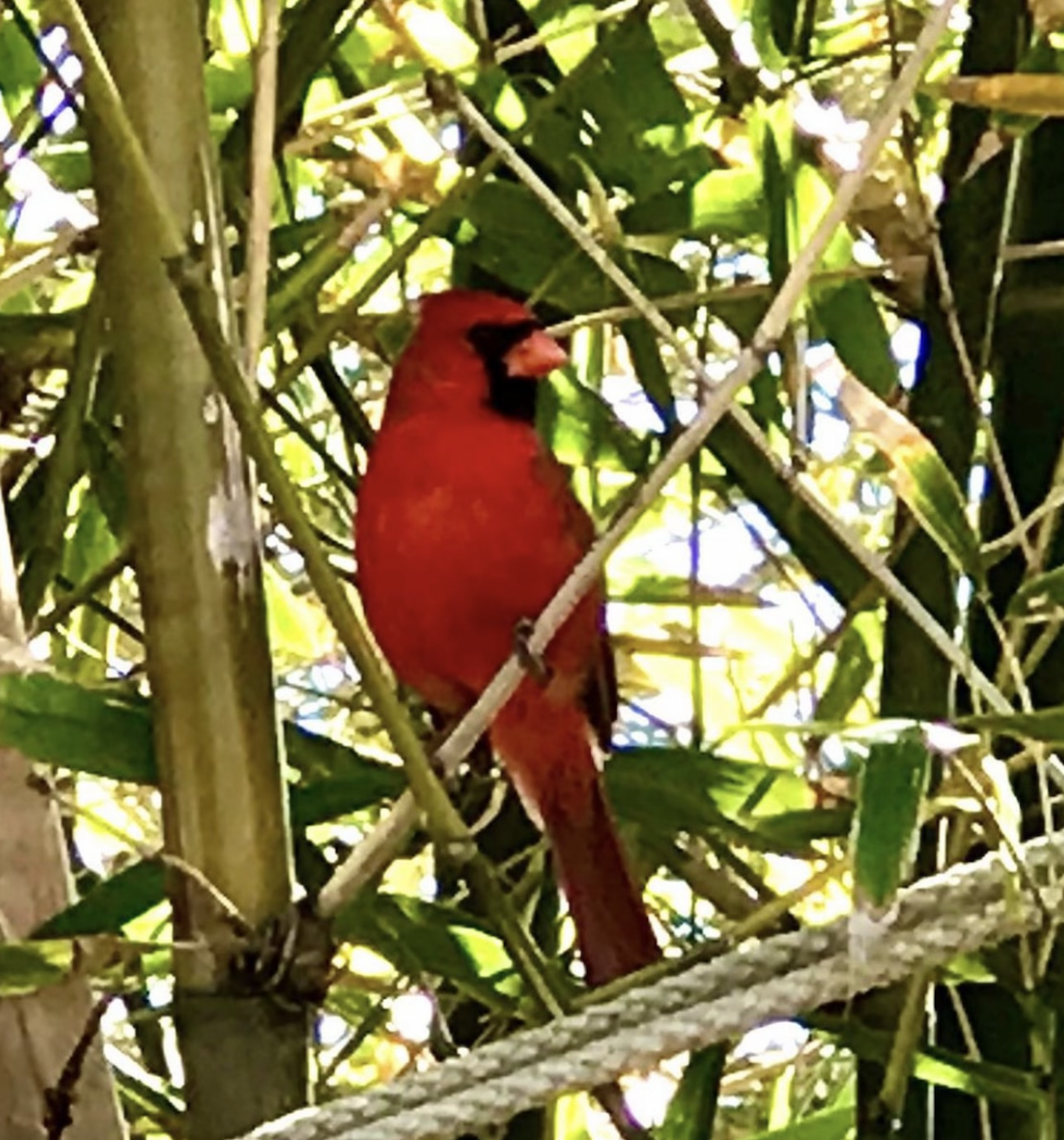 Cardinal rouge - ML619372902