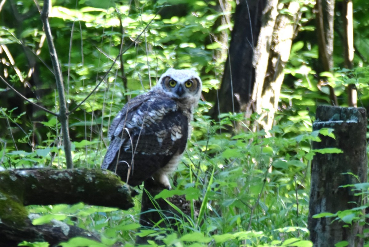 Great Horned Owl - ML619372936