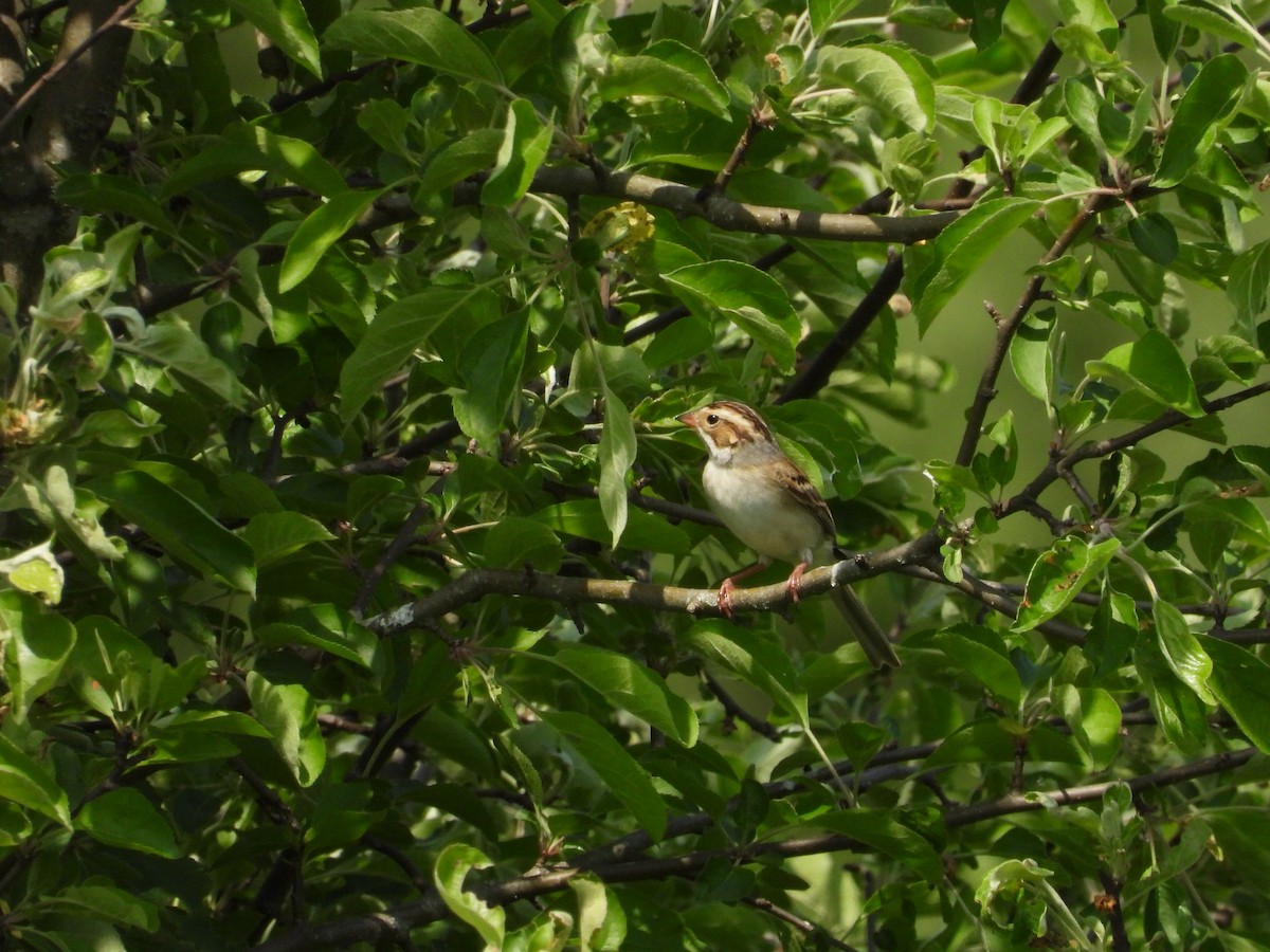 Clay-colored Sparrow - ML619372976
