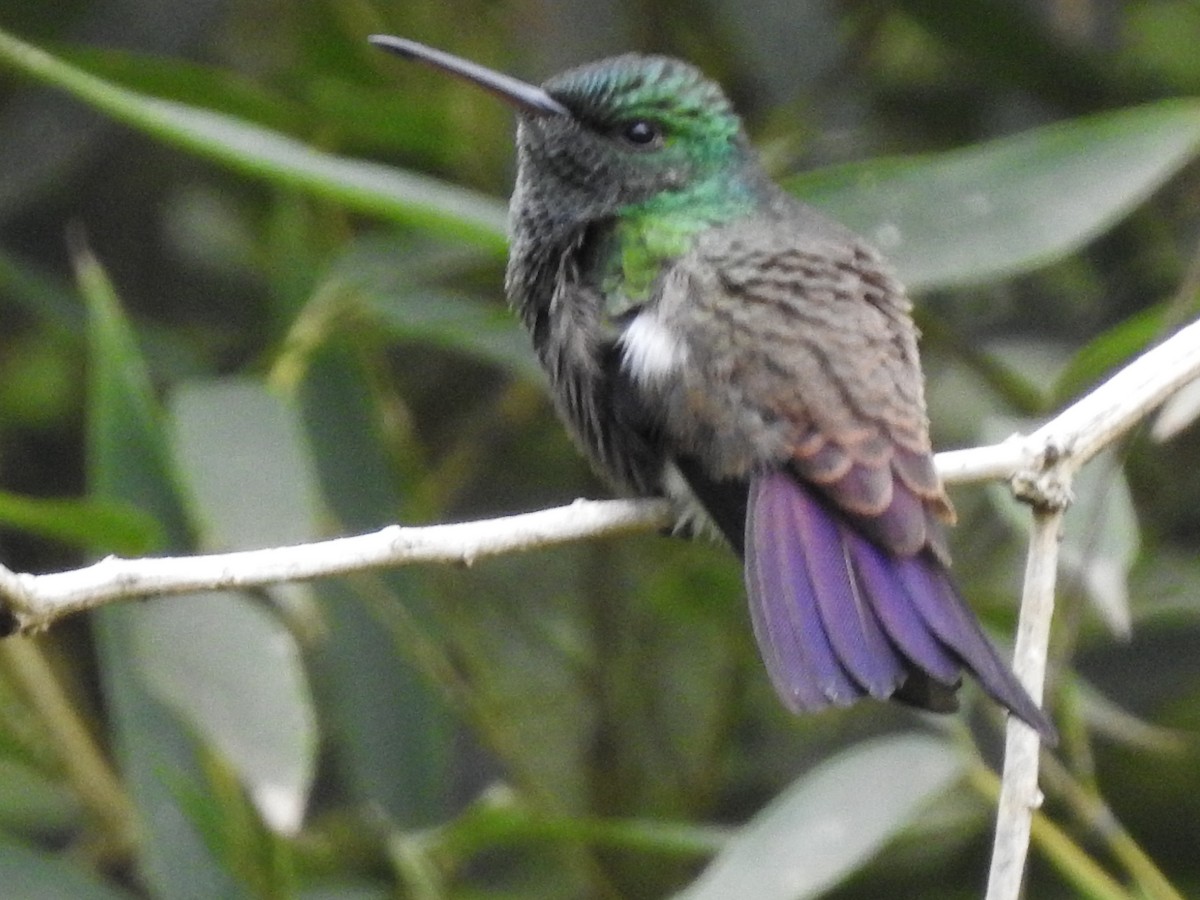 Green-bellied Hummingbird - ML619372994