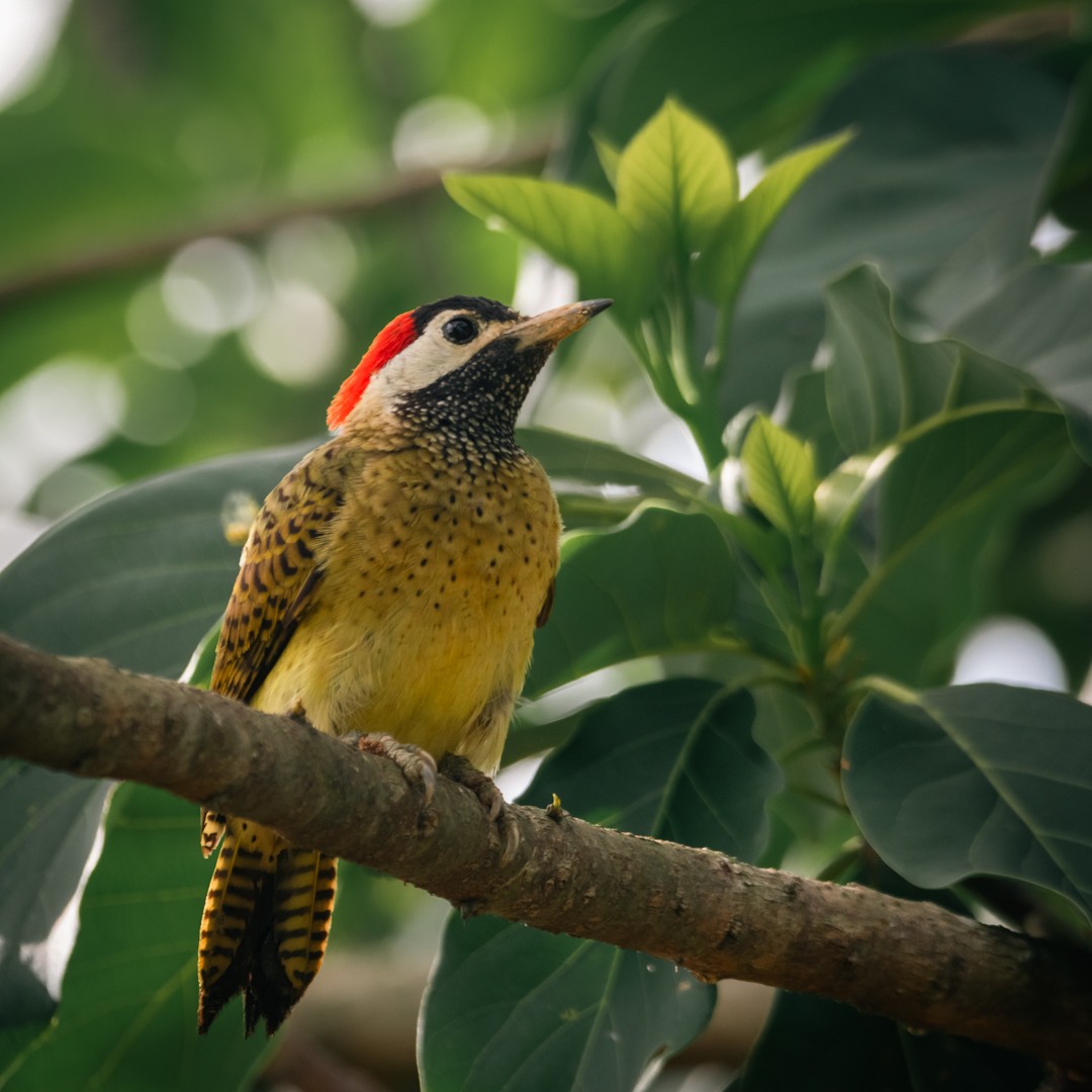 Spot-breasted Woodpecker - ML619373038