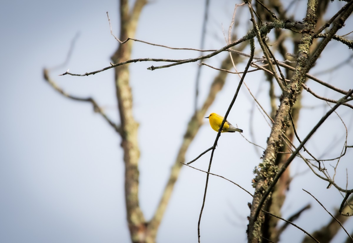 Prothonotary Warbler - ML619373108