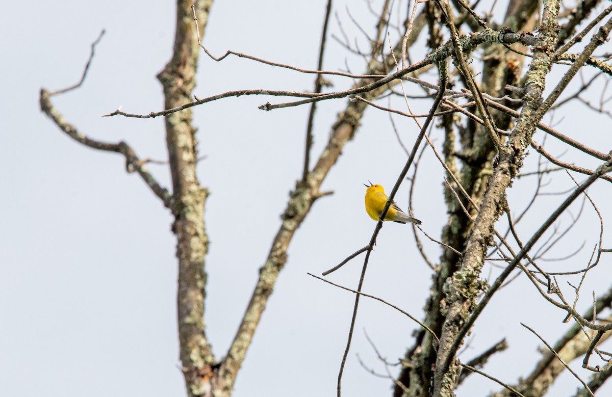 Prothonotary Warbler - ML619373111