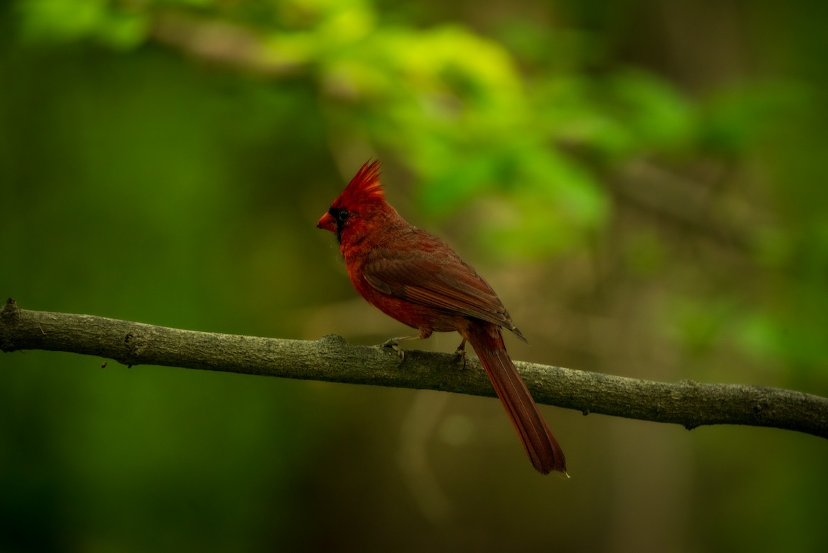 Cardinal rouge - ML619373257