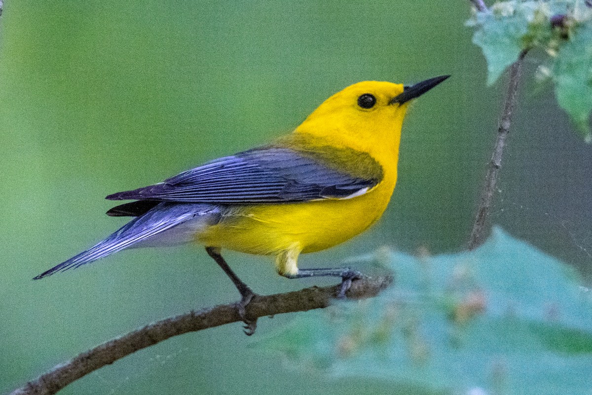 Prothonotary Warbler - ML619373286