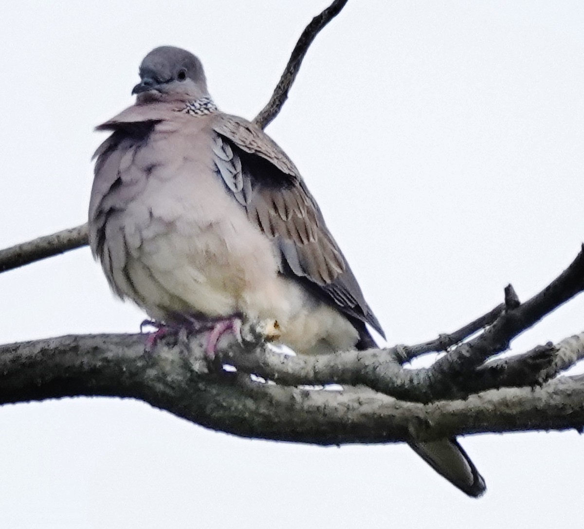 Spotted Dove - ML619373307