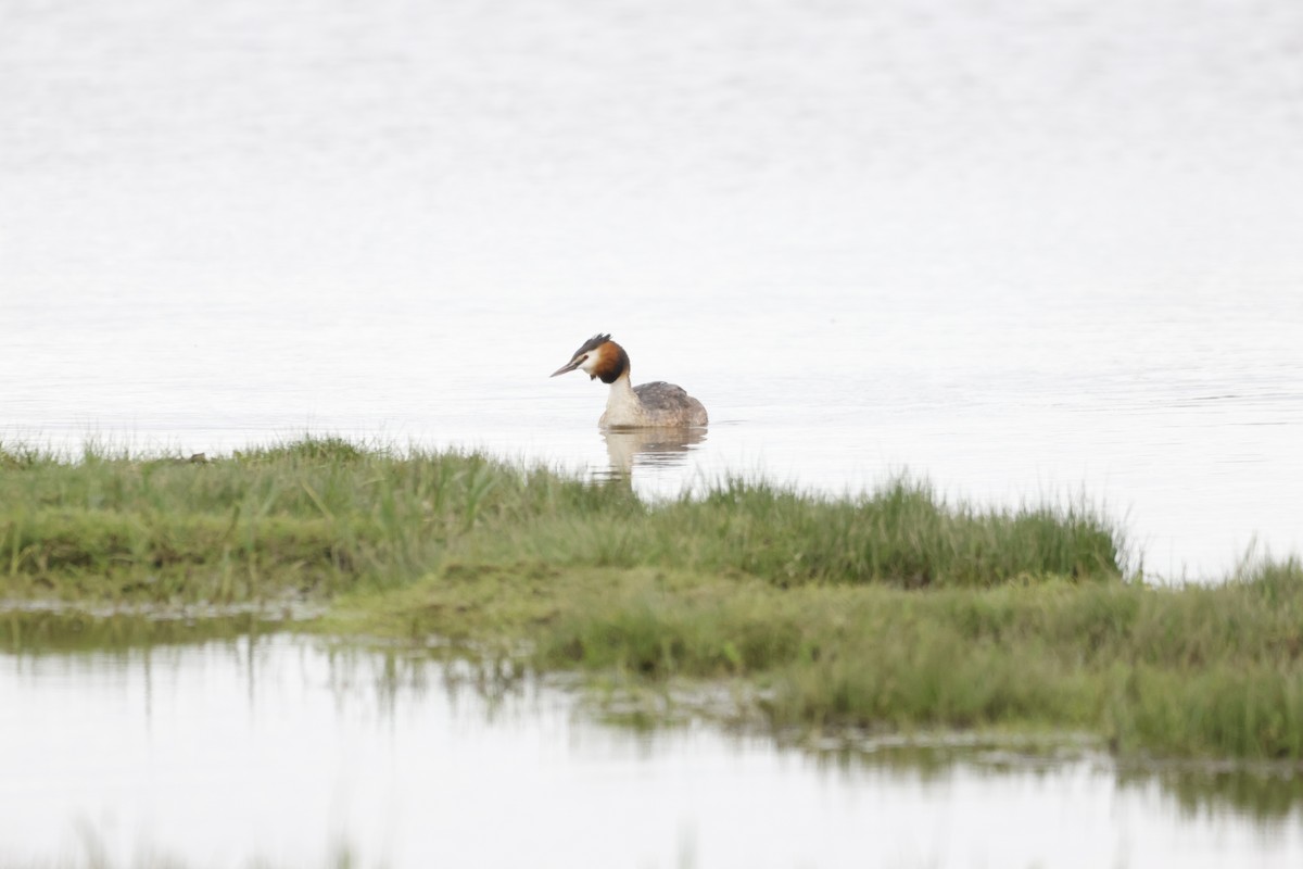 Great Crested Grebe - ML619373407