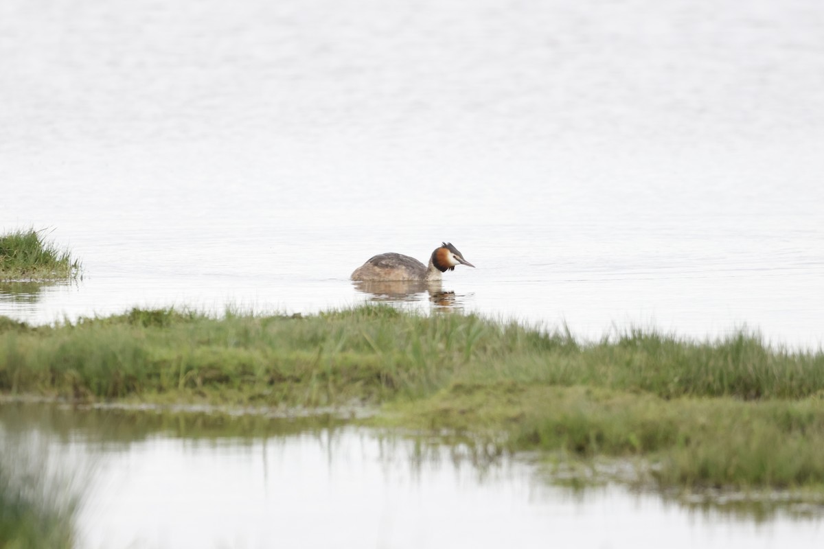 Great Crested Grebe - ML619373408
