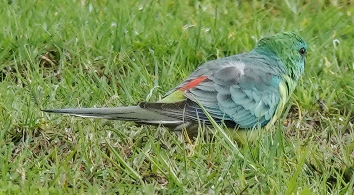 Red-rumped Parrot - ML619373461