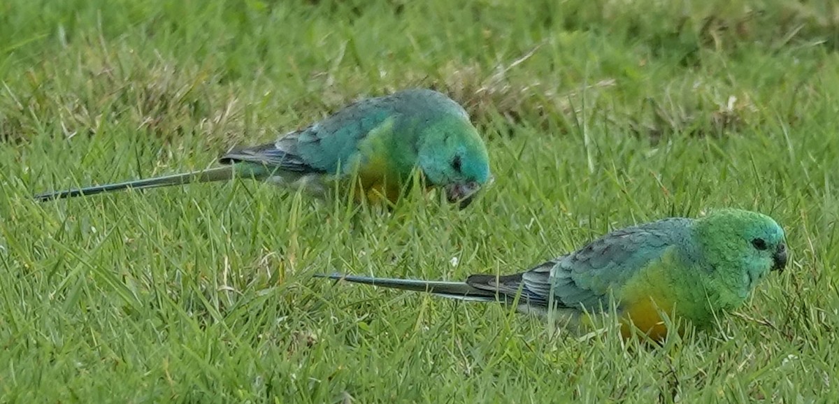 Red-rumped Parrot - ML619373462