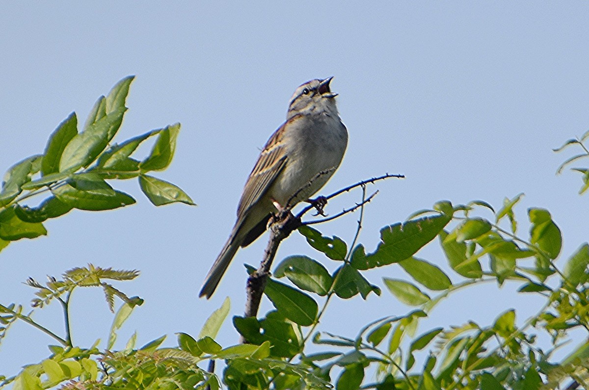 Chipping Sparrow - ML619373519