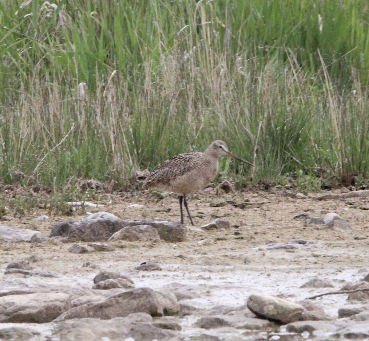 Marbled Godwit - ML619373536