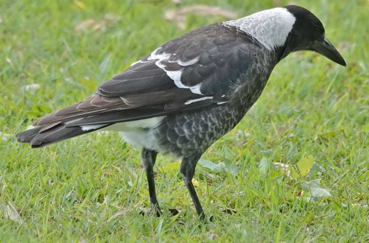 Australian Magpie (Black-backed) - ML619373548