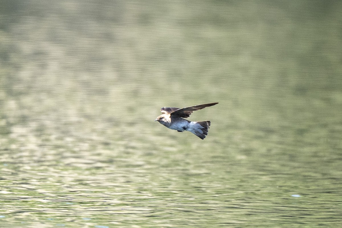 Northern Rough-winged Swallow - ML619373551