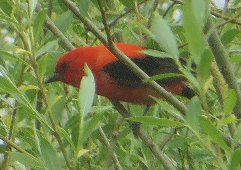 Scarlet Tanager - ML619373570