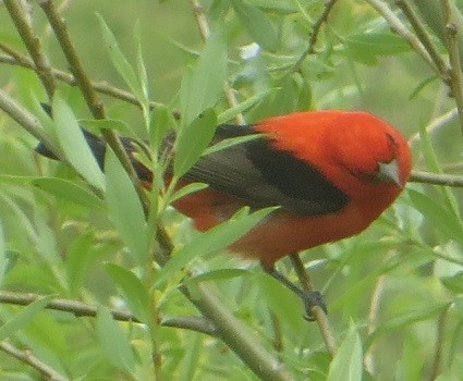 Scarlet Tanager - ML619373571