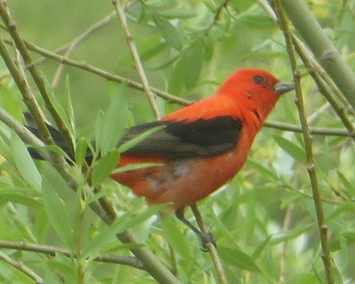 Scarlet Tanager - ML619373572