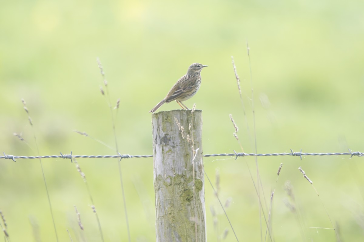 Meadow Pipit - ML619373611