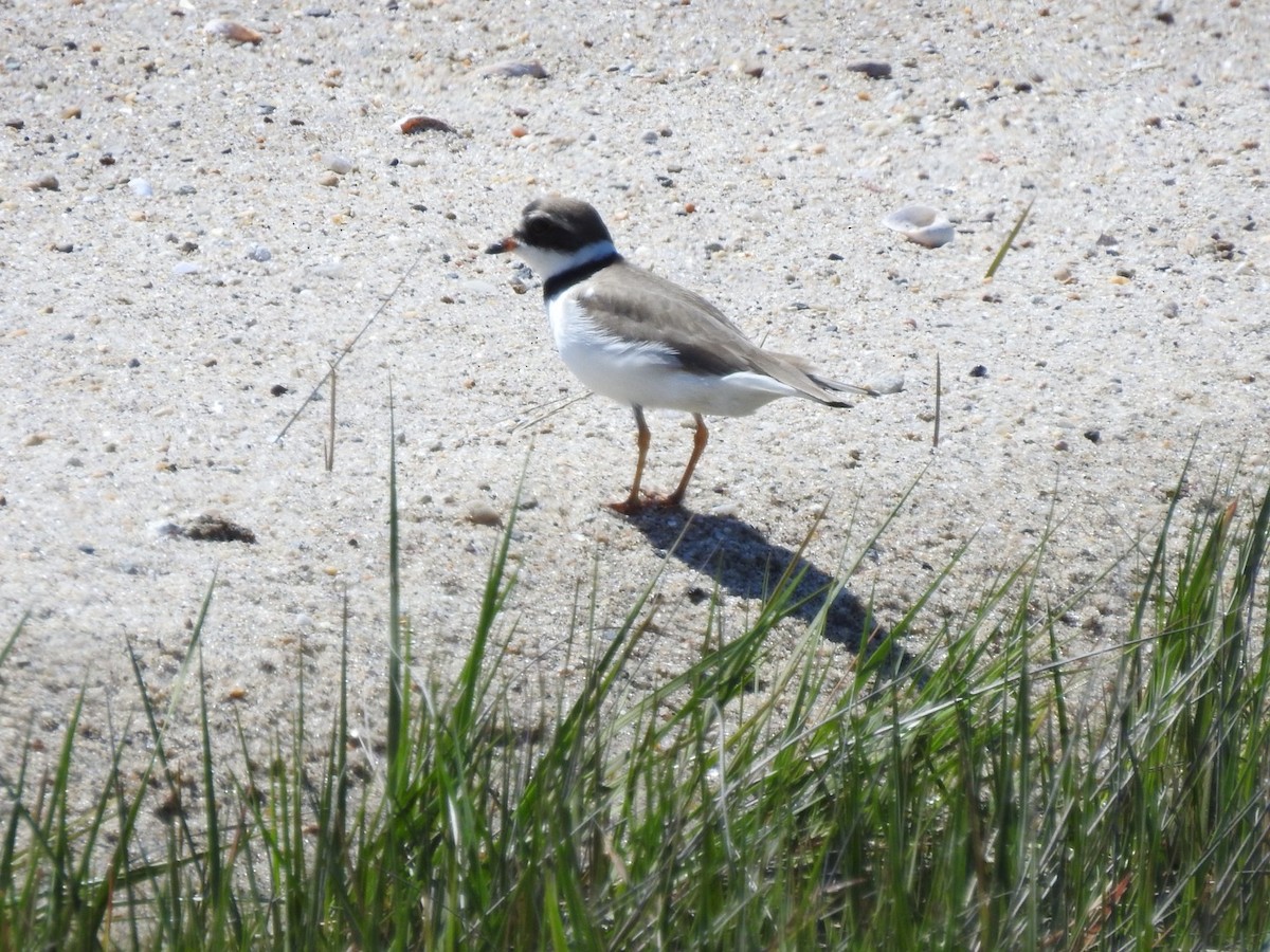 Semipalmated Plover - ML619373618