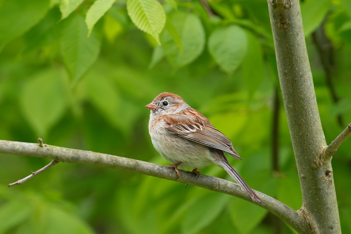 Field Sparrow - ML619373789