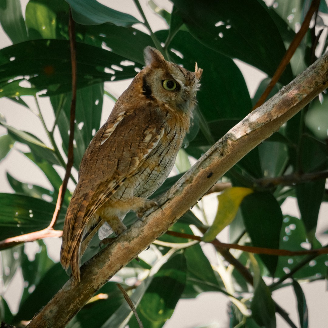 Tropical Screech-Owl - ML619373817