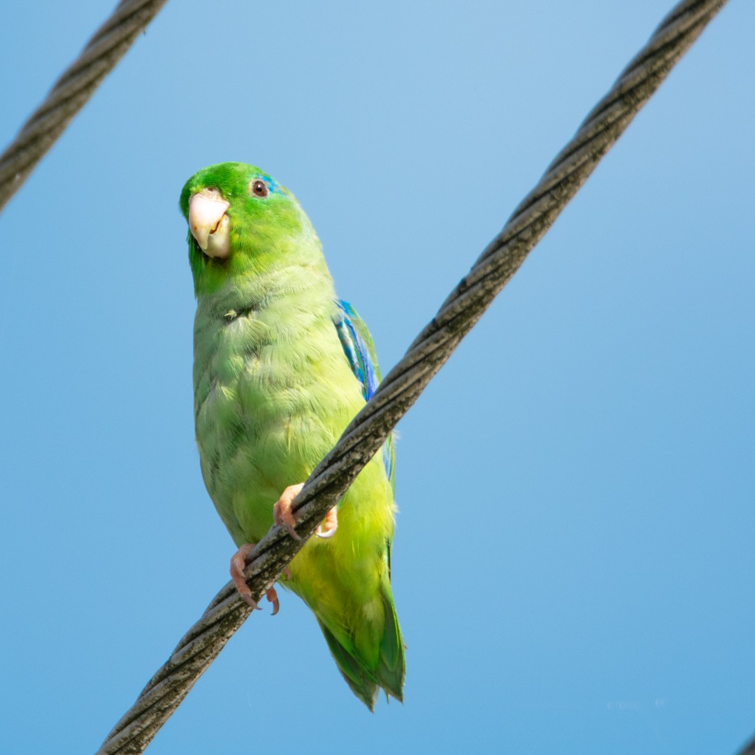 Spectacled Parrotlet - ML619373868