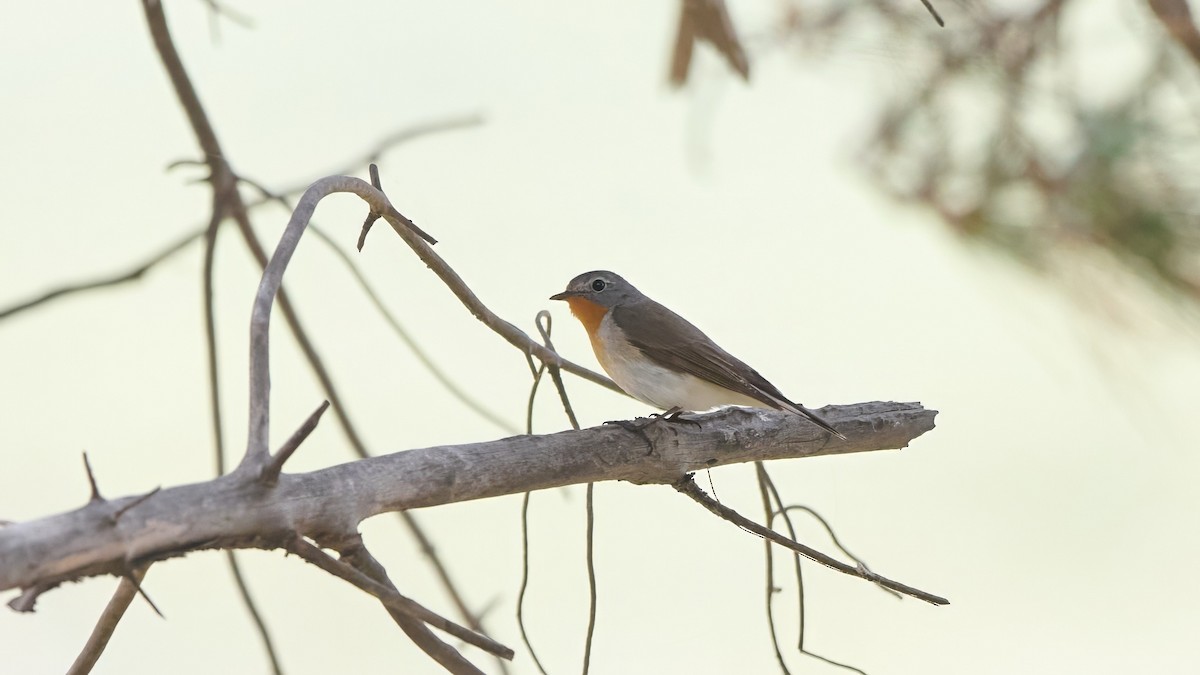 Red-breasted Flycatcher - ML619373894