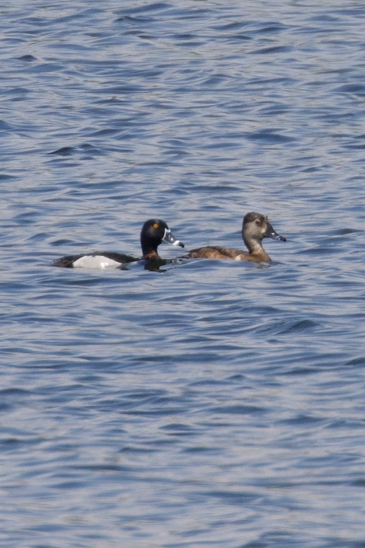 Ring-necked Duck - ML619373905