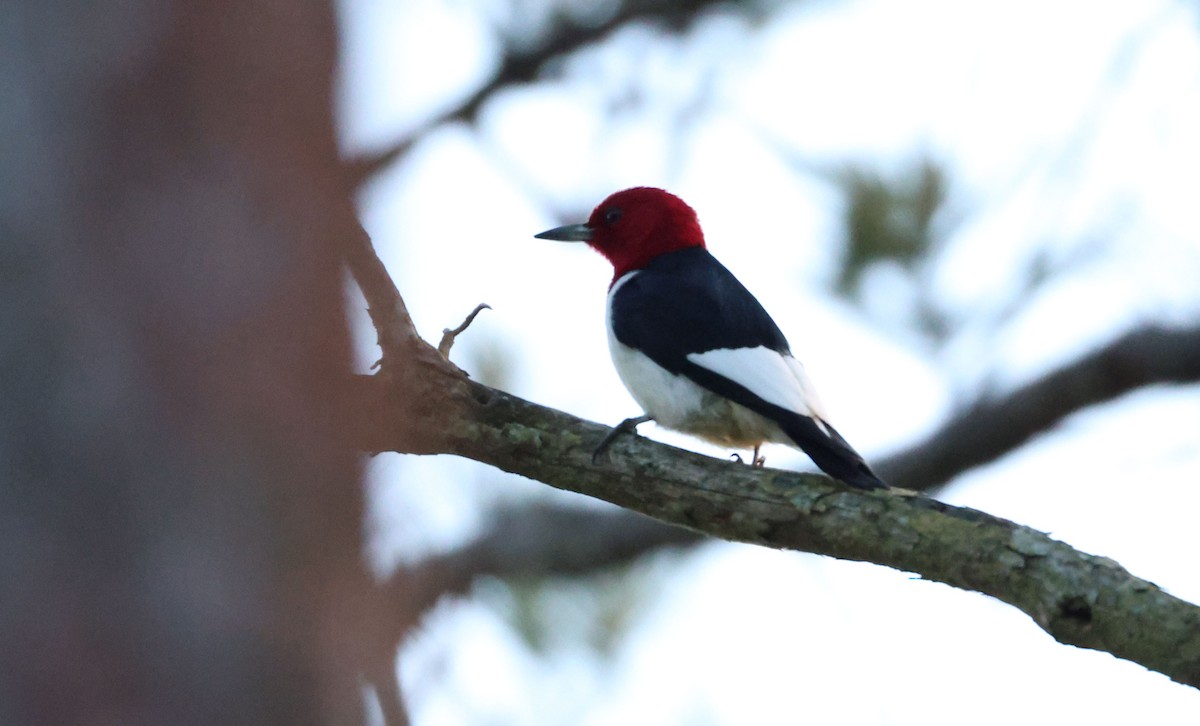 Red-headed Woodpecker - ML619373910