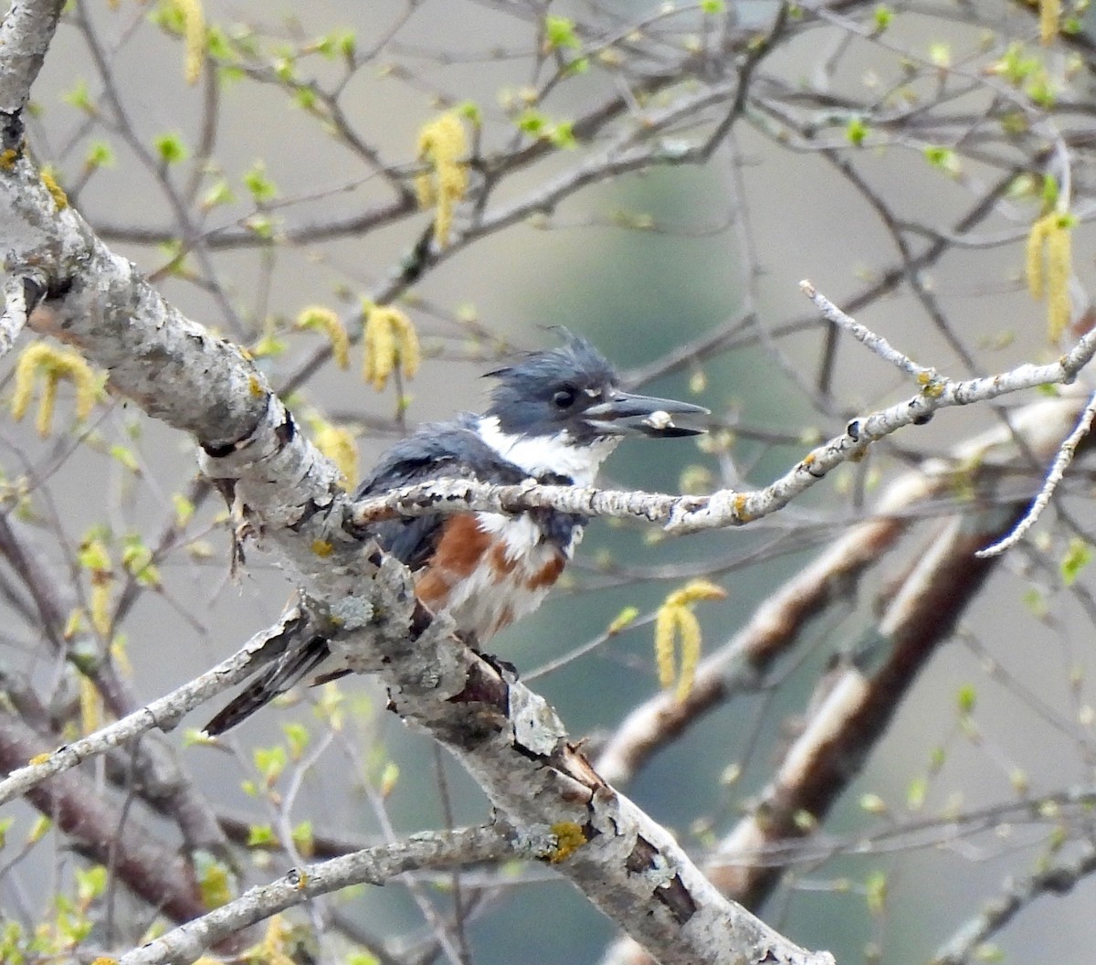 Belted Kingfisher - ML619373993