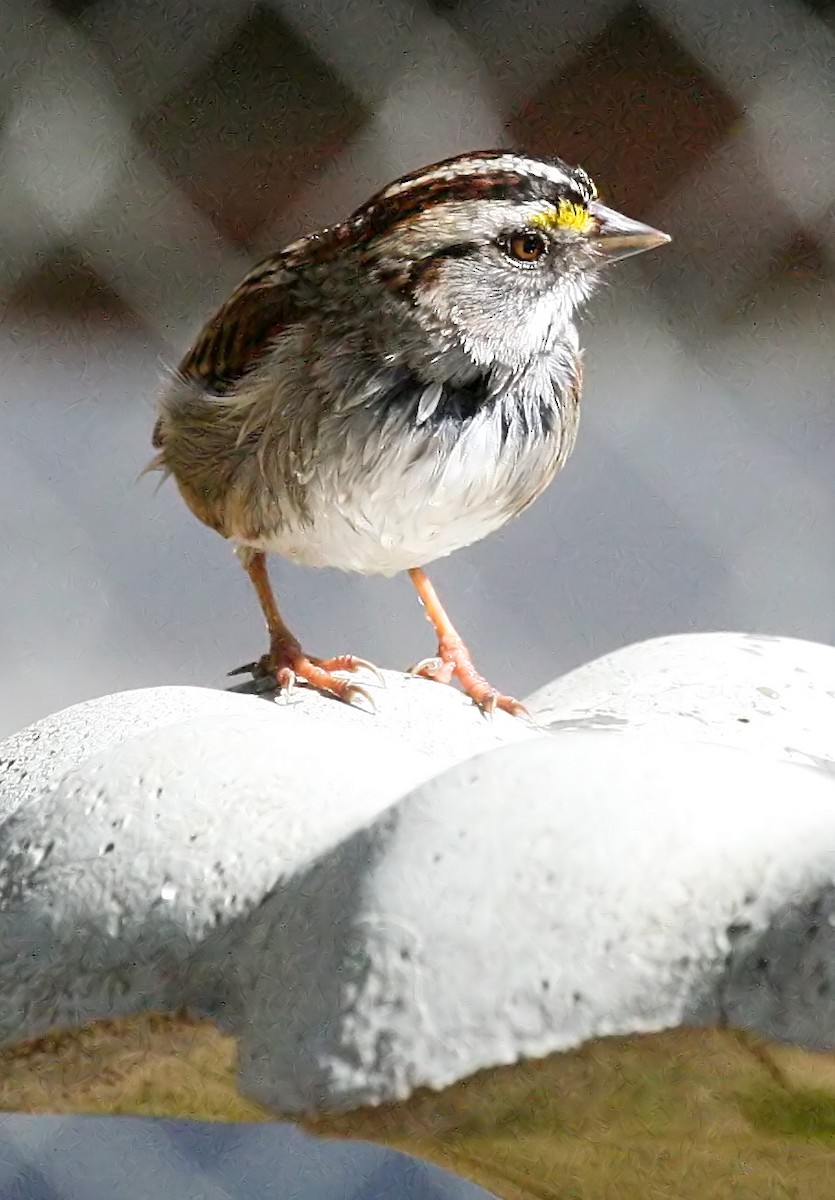 White-throated Sparrow - ML619374102