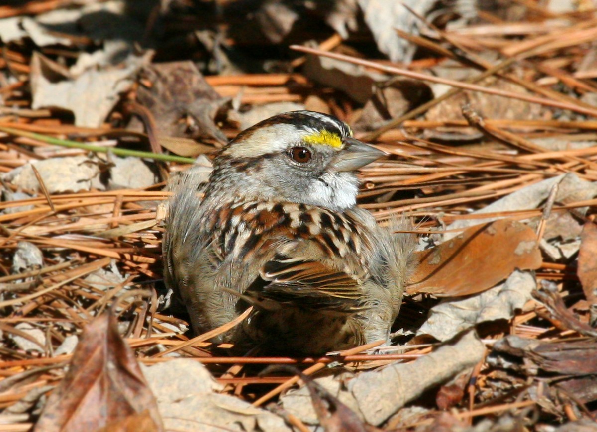 White-throated Sparrow - ML619374103
