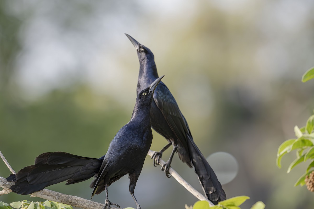 Great-tailed Grackle - ML619374108