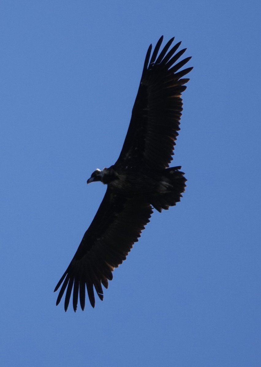 Cinereous Vulture - ML619374126