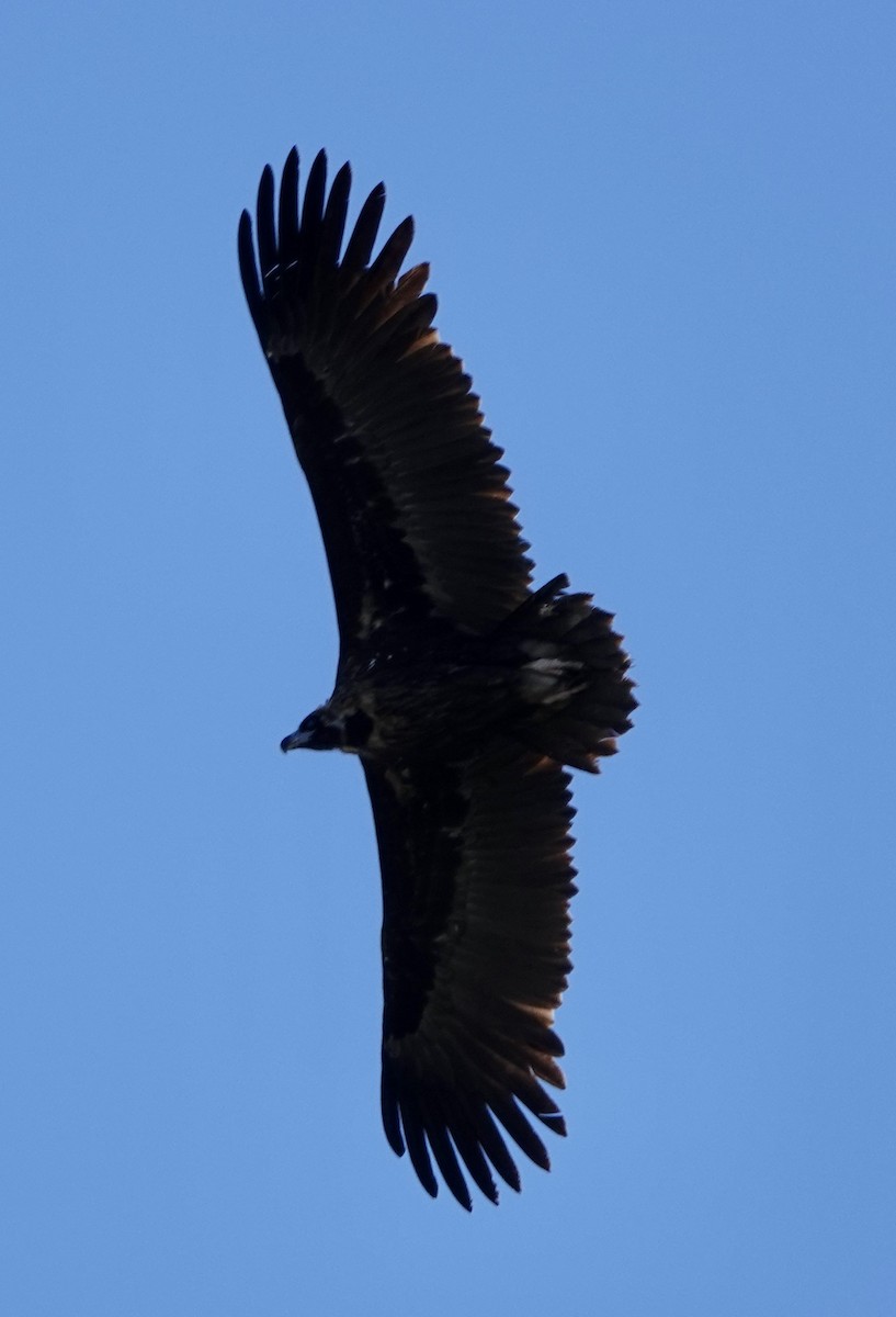 Cinereous Vulture - ML619374143