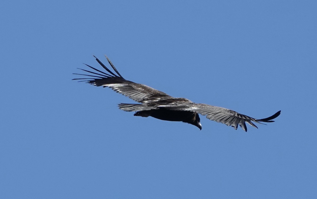 Cinereous Vulture - ML619374150