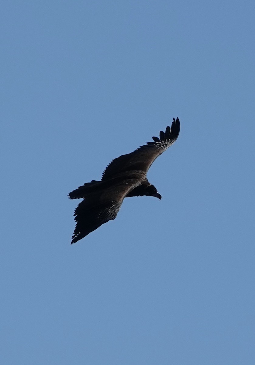 Cinereous Vulture - ML619374152