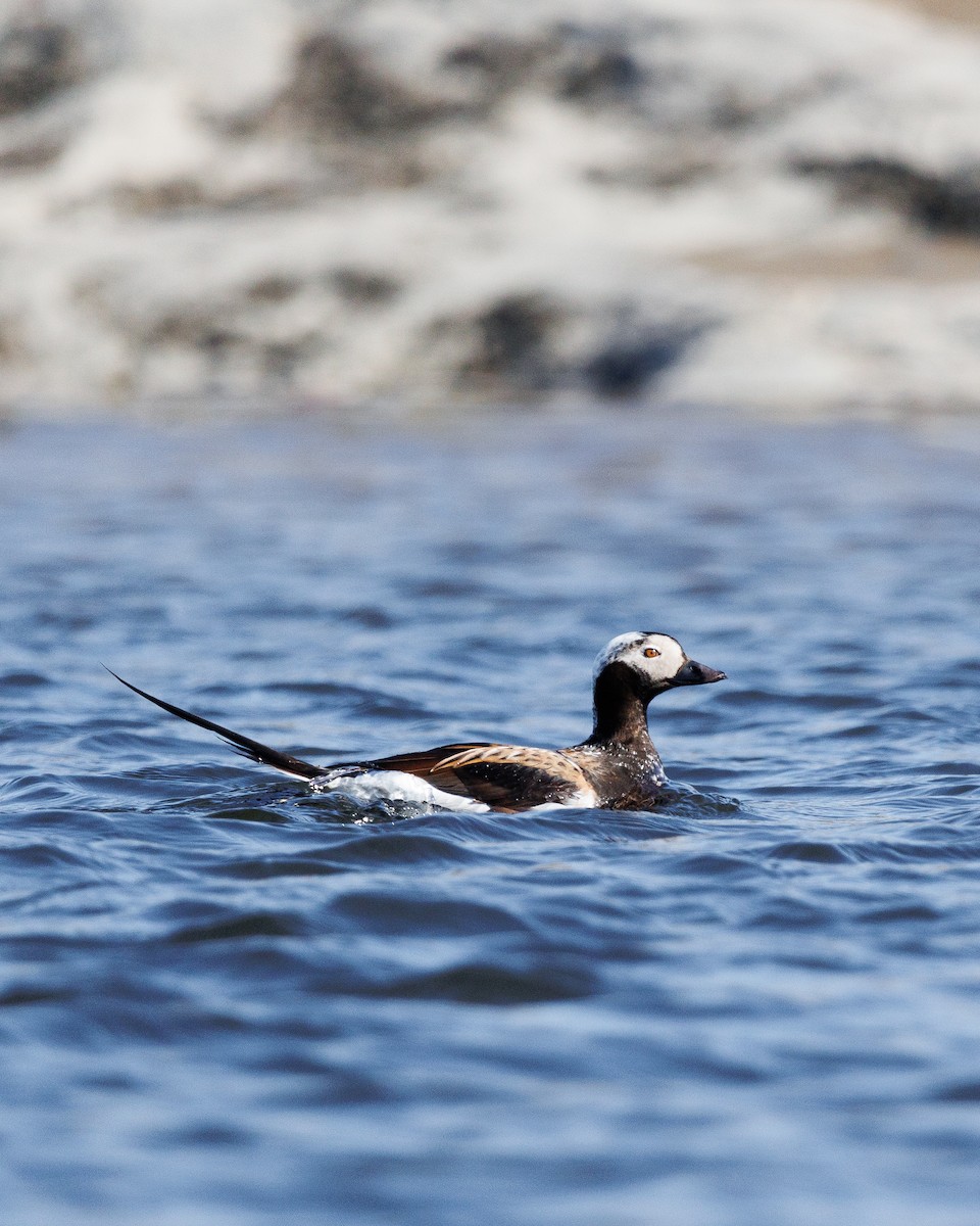 Long-tailed Duck - ML619374221