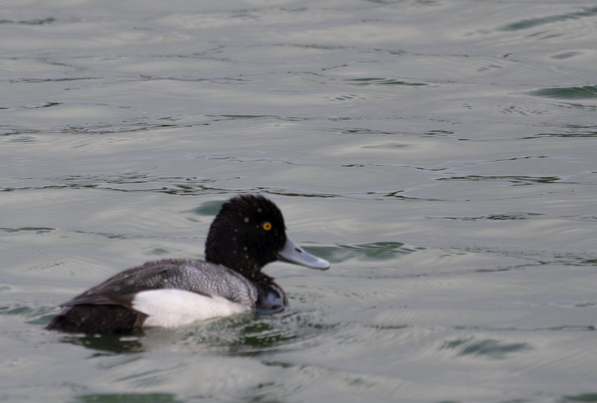 Greater/Lesser Scaup - ML619374266